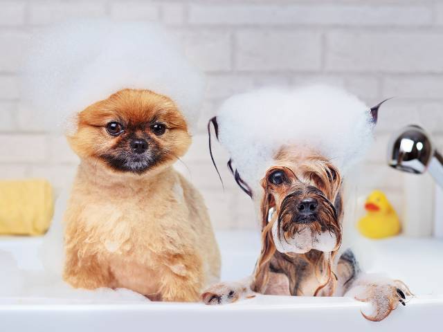 2 little dogs are sitting in the bath tub and having foam on their head for shiny coat.