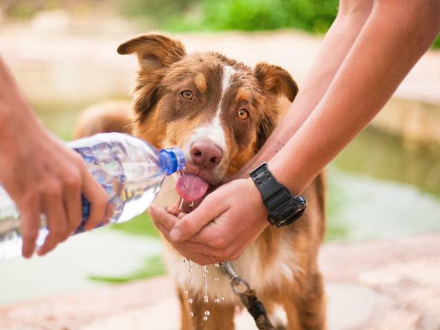 a man drinking water to a a dehydrated dog from a bottle while other man holding water in hands near dog mouth.
For healthy dog shiny coat
