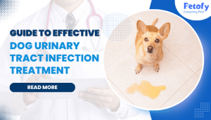 Dog UTI: Treatments, Causes, Symptoms and Preventive Measures