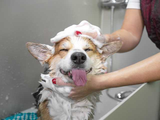Dog bathing in the tub
