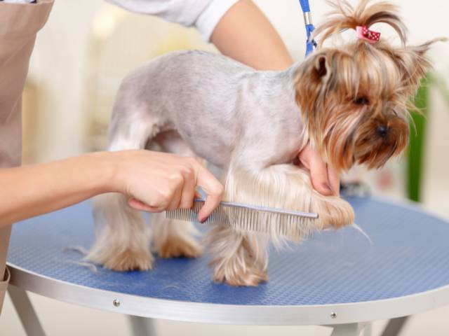 A long hair female dog is standing on a table and a female vet grooming her hair with light blue colour comb.
For healthy dog shiny coat