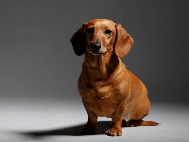 A brown colour with shiny coat sitting in a dark room with minor lighting.