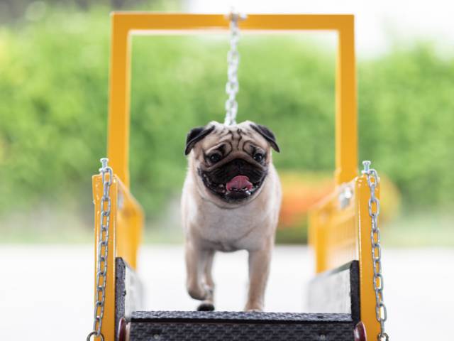 A pug dog doing exercise by walking on a yellow and black colour ground park exercise machine for healthy dog shiny coat.