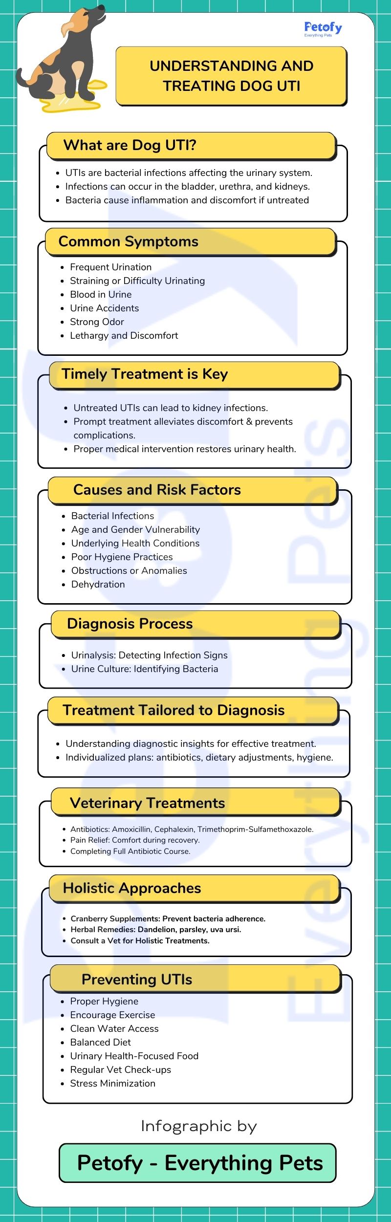 infographic to understand Dog UTI