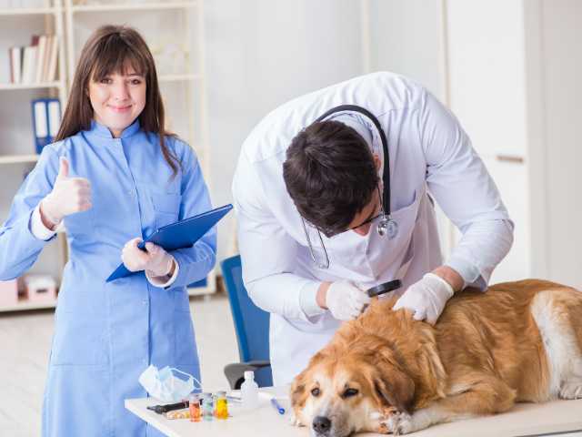 A Veterinary doctor checking the ticks and fleas on the dog with his assistant