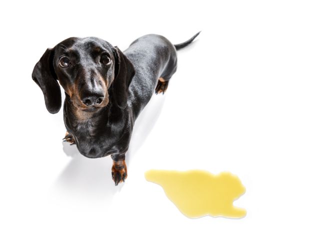 a black and brown colour dog having urinate looking up the viewer
