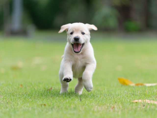 Dog playing in the yard