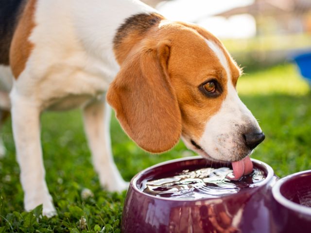 a dog drinking water from a purple colour feed bowl