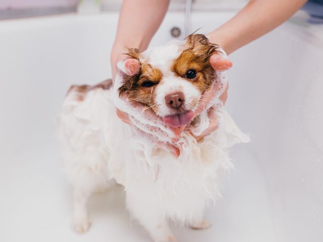 dog owner bathing a dog to keep him proper hygiene