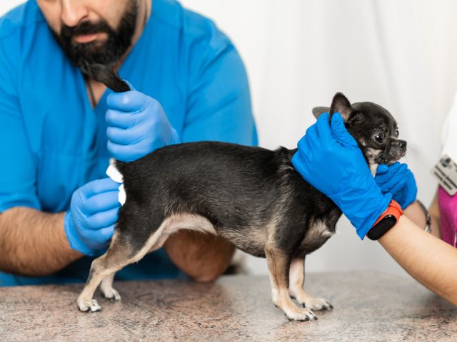 veterinary checking the UTI in dog