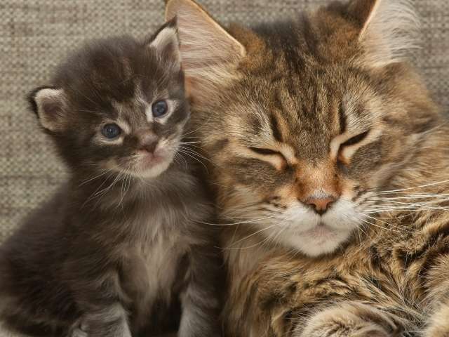 Maine coon with her cute little kitty