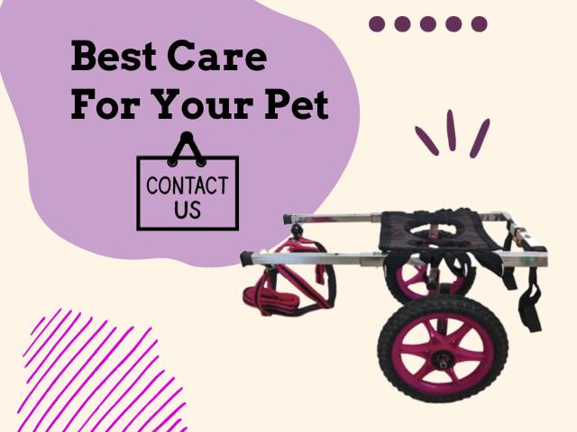 wheelchair for adult dog