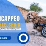 Dog Wheelchair for Back Legs in India: Empowering Mobility for Your Dog