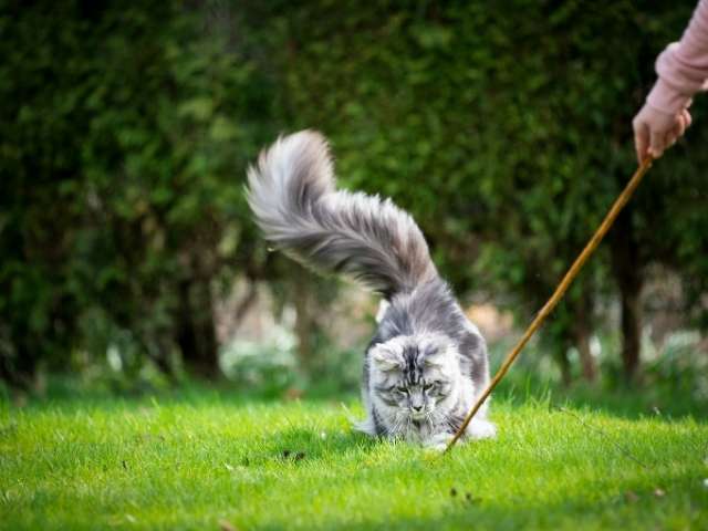 Owner of maine coon cat playing with her in the garden