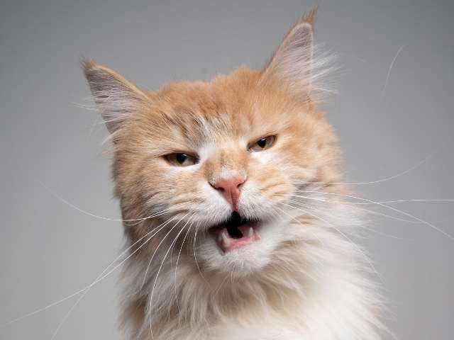 Maine Coon with Funny Face