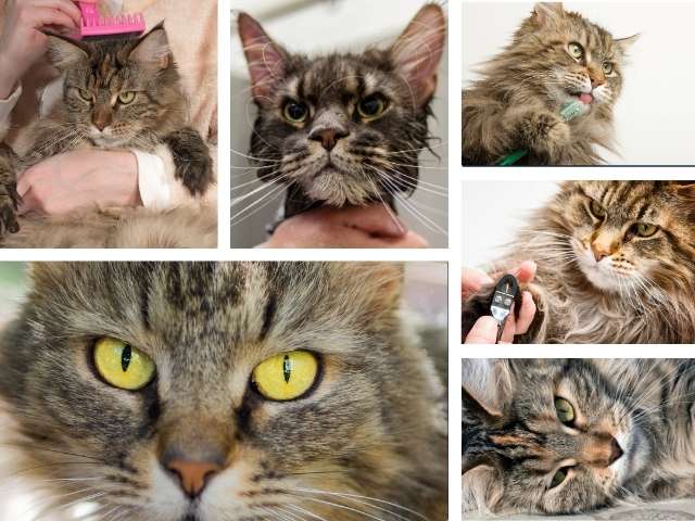 six images of many coon cat grooming, brushing, bathing, nail trimming and 2 other images in a frame