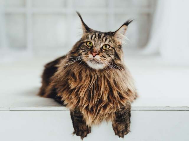Maine Coon Cat Sitting