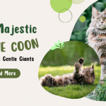 The Majestic Maine Coon: A Guide to America’s Gentle Giants