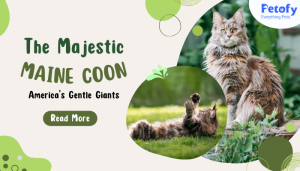 The Majestic Maine Coon: A Guide to America’s Gentle Giants