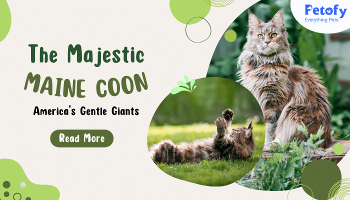 The Majestic Maine Coon: A Guide to America’s Gentle Giants