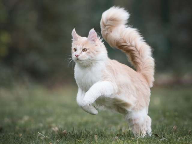 Maine Coon Mushy bushy tail