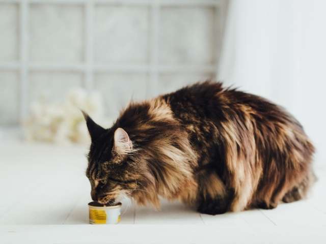 maine coon cat eating food
