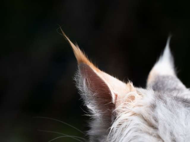 Maine Coon Cat Tufted ears