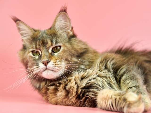 Thick coat Maine Coon Laying Down