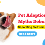 The Truth About Pet Adoption: Viral Myths You Need to Know