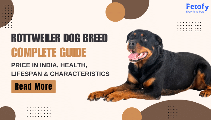 Rottweiler Dog Breed Complete Guide | Price in India, Health & Lifespan