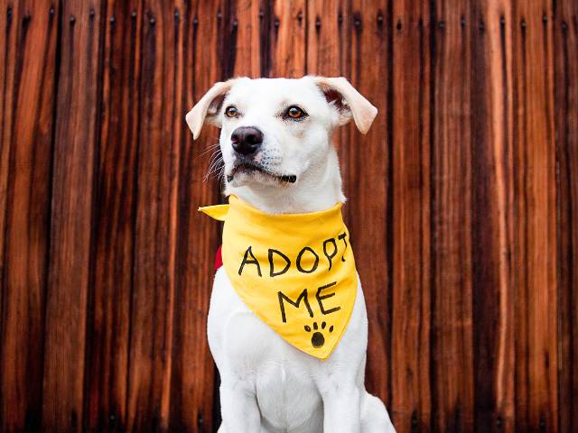 Dog wearing a yellow colour neck band on which adopt me is written.