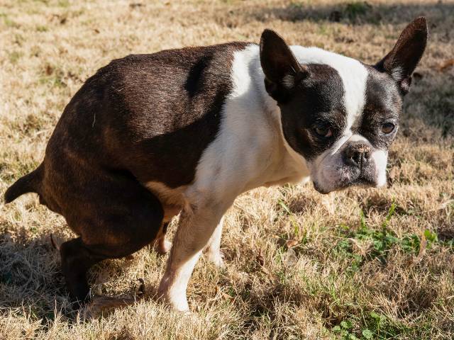 Untrained older dog peeing outside in the field