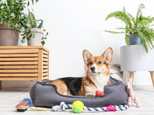 pure breed dog lying down on a dog sofa