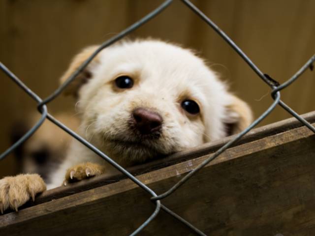 shelter dog looking outside in the hope of new home