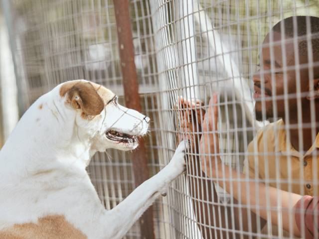 Shelter dog feeling so happy after meeting a man near shelter's wire gate. Dog hoping for adoption.