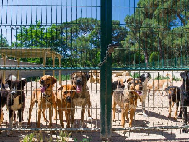Too Many Dog Breeds in a Shelter waiting for a new home