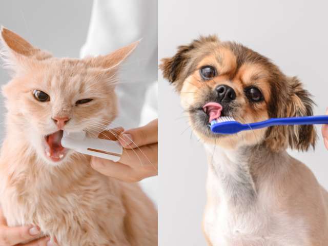 Image have 2 parts. Left part a man's hand brushing the teeth of a cat. In the right part a man's hand brushing the teeth of a dog.