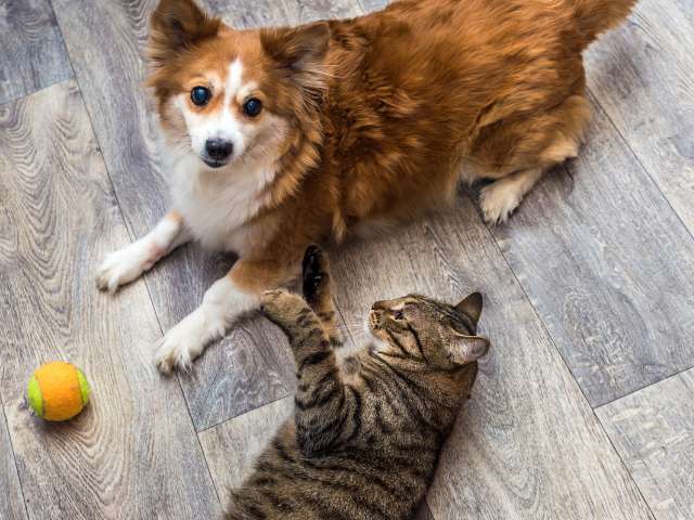 Dog and Cat Playing together with ball