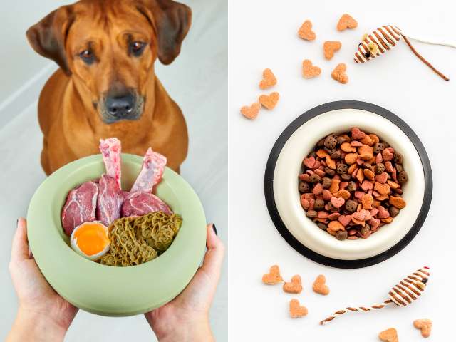 This image has 2 part. In right part showing some commercial pet foods and on the left side showing a dog who is looking homemade food bowl which is putting on human's hand.
