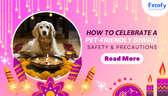 How To Celebrate a Pet-Friendly Diwali | Safety & Precautions