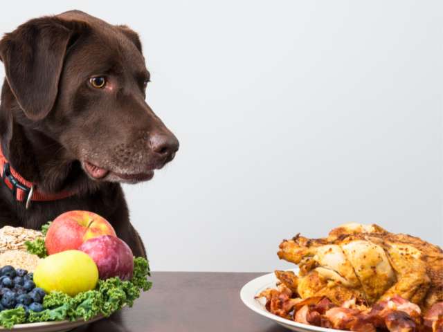 A dog sitting to eat on dining table. 2 plates of food putting on the table in front of him. One Plate of Non-veg and other is veg. Dog Sitting on veg plate side and looking at the non veg plate at his right