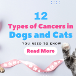 12 Types of Cancers in Dogs and Cats You Need to Know