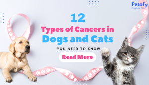 12 Types of Cancers in Dogs and Cats You Need to Know