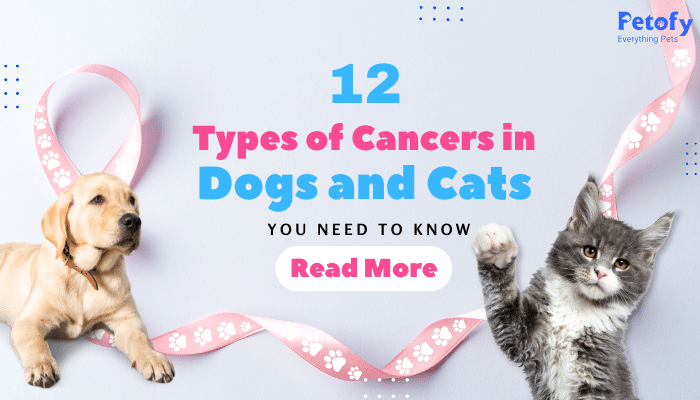 12 Types of Cancers in Dogs and Cats You Need to Know