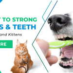 Secret to Strong Bones and Teeth in Puppies and Kittens