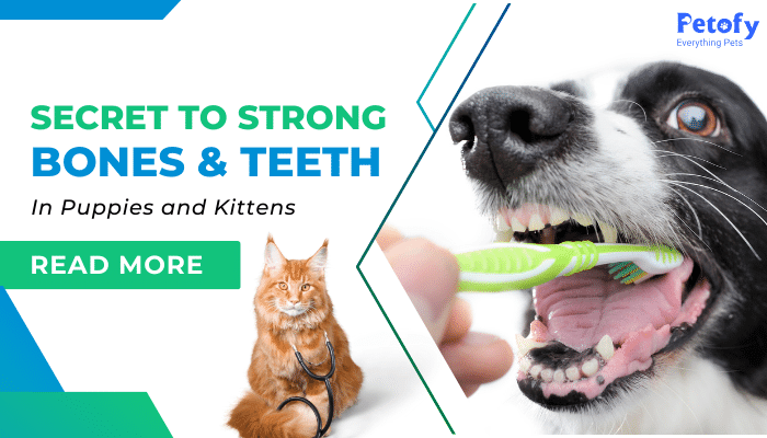 Secret to Strong Bones and Teeth in Puppies and Kittens