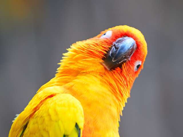 Sun Conure Looking at the viewer