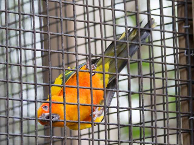 Sun conure in a cage