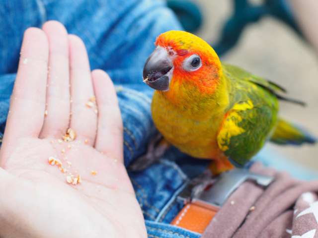 Sun conure eating something from owner's palm