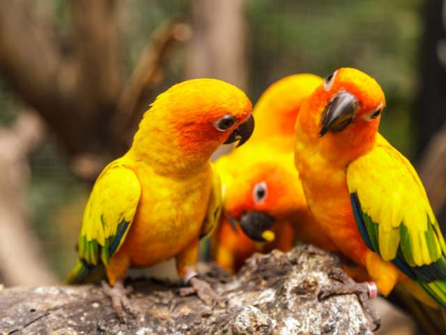 Three Sun Conure Enjoying Together and Having Fun